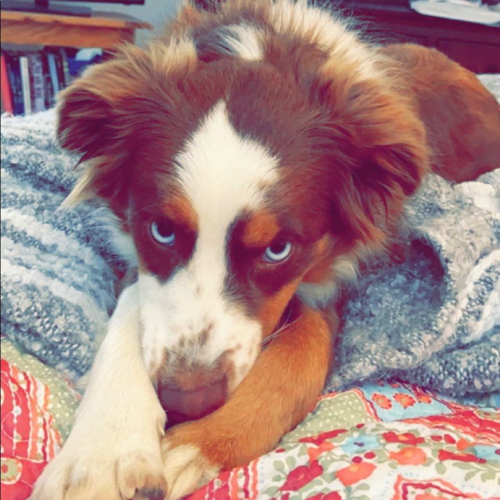 Meet your Posher, Maggie